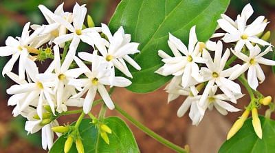 Jyotish Tips: ये फूल अपने पास रखने से खर्च करने पर भी भरी रहती है आपकी जेब