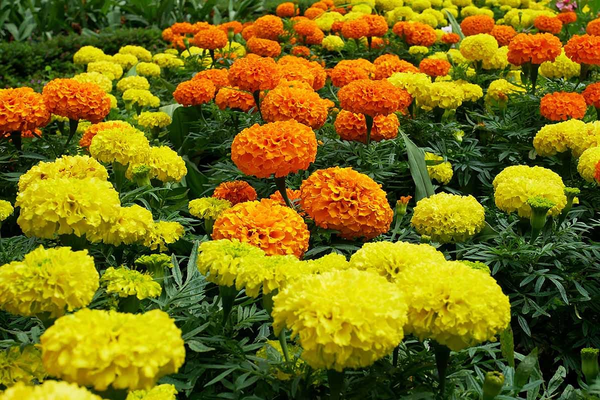 Jyotish Tips: इस एक फूल को भगवान पर चढ़ाने से दूर होती हैं सभी समस्याएं