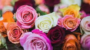 Valentines Day :  राशि के अनुसार गुलाब देकर करें अपने वैलेंटाइन को बनाएं स्पेशल