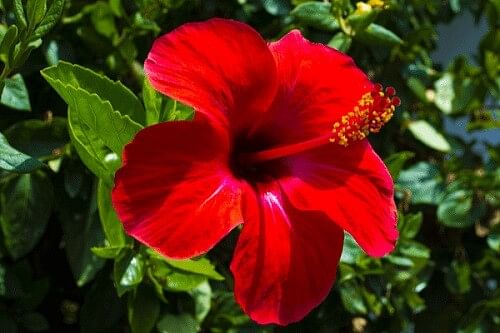 Shukravar Upay: शुक्रवार के दिन जरूर करें इस एक फूल का उपाय लक्ष्मी की नही होगी कभी कमी