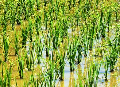 Prime Minister Visits Rice Research Institute in the Philippines