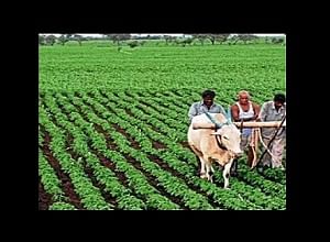 Assam CM Asks Officials to Set Up Agricultural, Horticultural Varsities