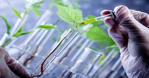 UoH Researchers Use Nanotechnology To Boost Plant Immunity