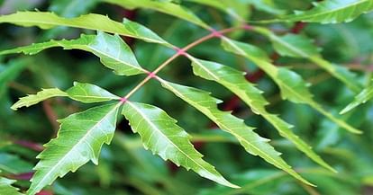NIPER-Hyderabad Scientists Claim Neem Compound May Help In Curing Breast Cancer