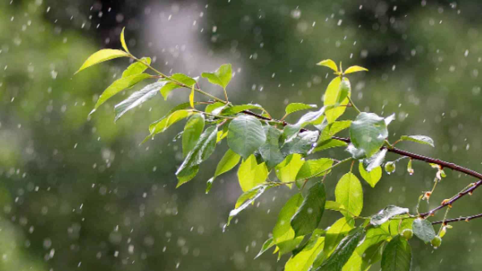 देश में सामान्य से 15% कम हुई बारिश