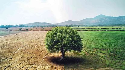 खेतों के आसपास से कम हो रही है पेड़ों की संख्या।