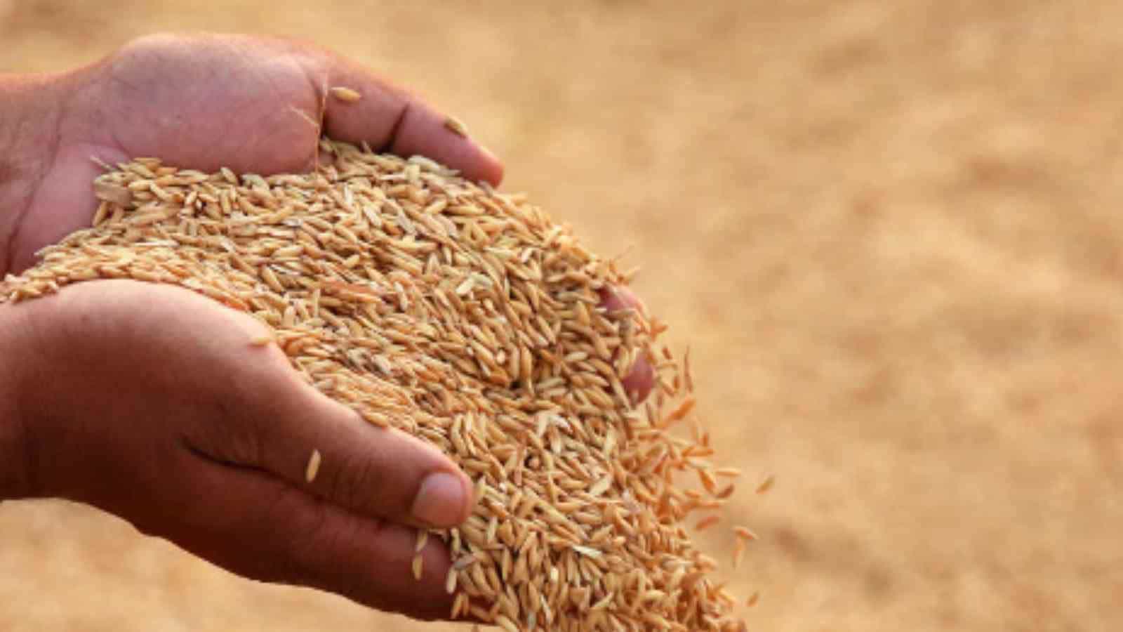 हरियाणा में कहां तक पहुंची धान की खरीद।