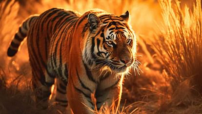 बाघ और इंसानों के बढ़ते टकराव की सजा अंततः बाघों की ही भुगतनी पड़ रही है।