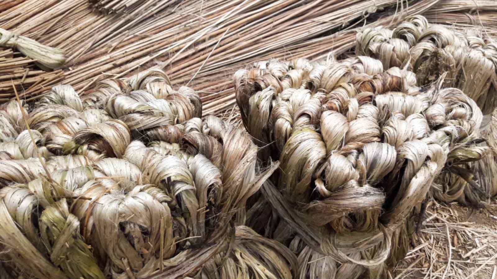 रिपोर्ट के अनुसार इस वित्त वर्ष में जूट की घरेलू मांग करीब 20% बढ़ सकती है।