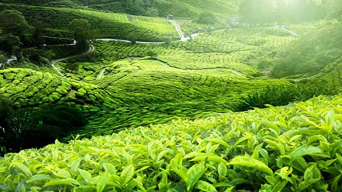 चाय पत्ती