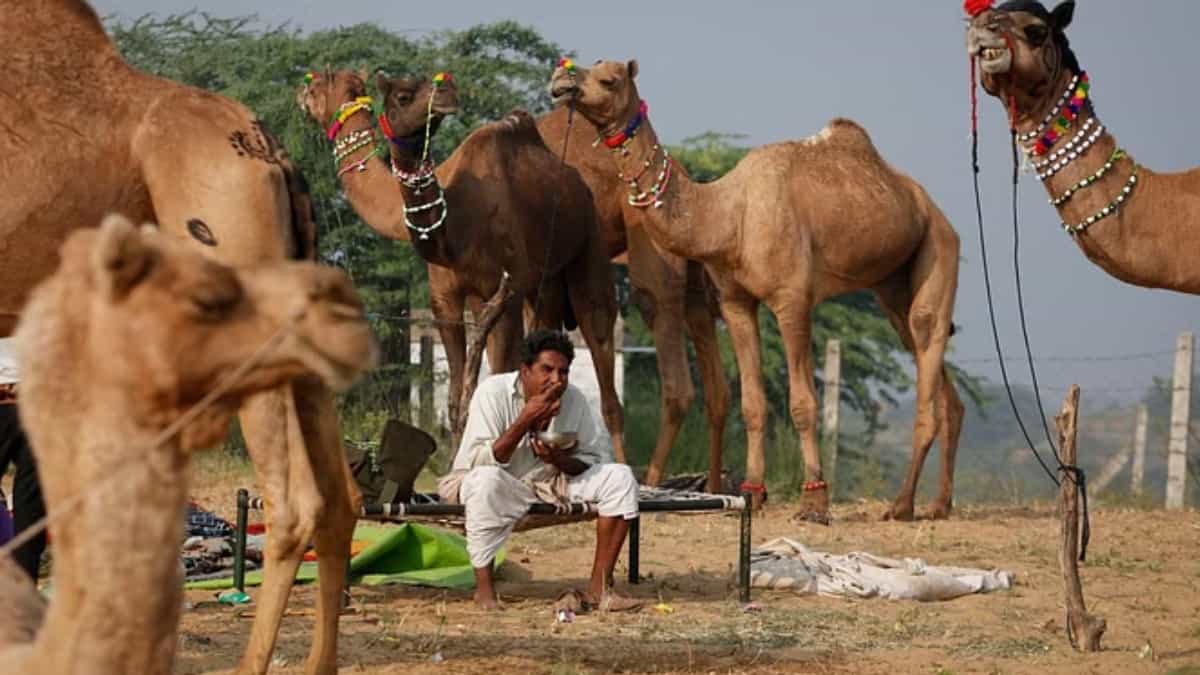 वैज्ञानिकों की टीम ने ऊंटनी के दूध में मौजूद प्रोटीन हाइड्रोलाइजेट के कार्यात्मक गुणों और जैव-सक्रिय क्षमता को बढ़ाने वाली विशेष तकनीक विकसित की है।