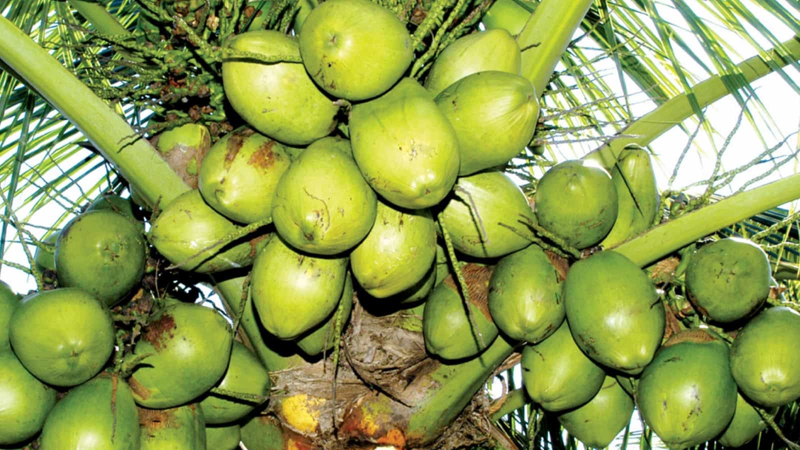 नारियल के रस से चीनी उत्पादन हुआ काफी सस्ता।