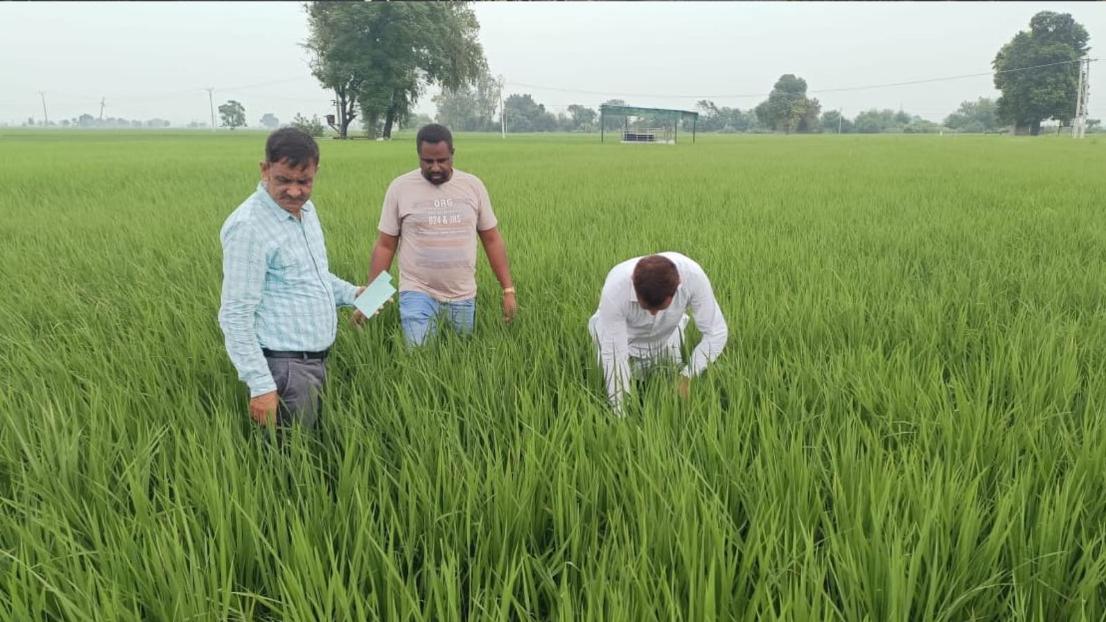 निजी और सार्वजनिक क्षेत्र दोनों के सहयोग से सूत्रकृमि से निपटने के लिए नीतियां और कार्यक्रम विकसित किए जा रहे हैं।