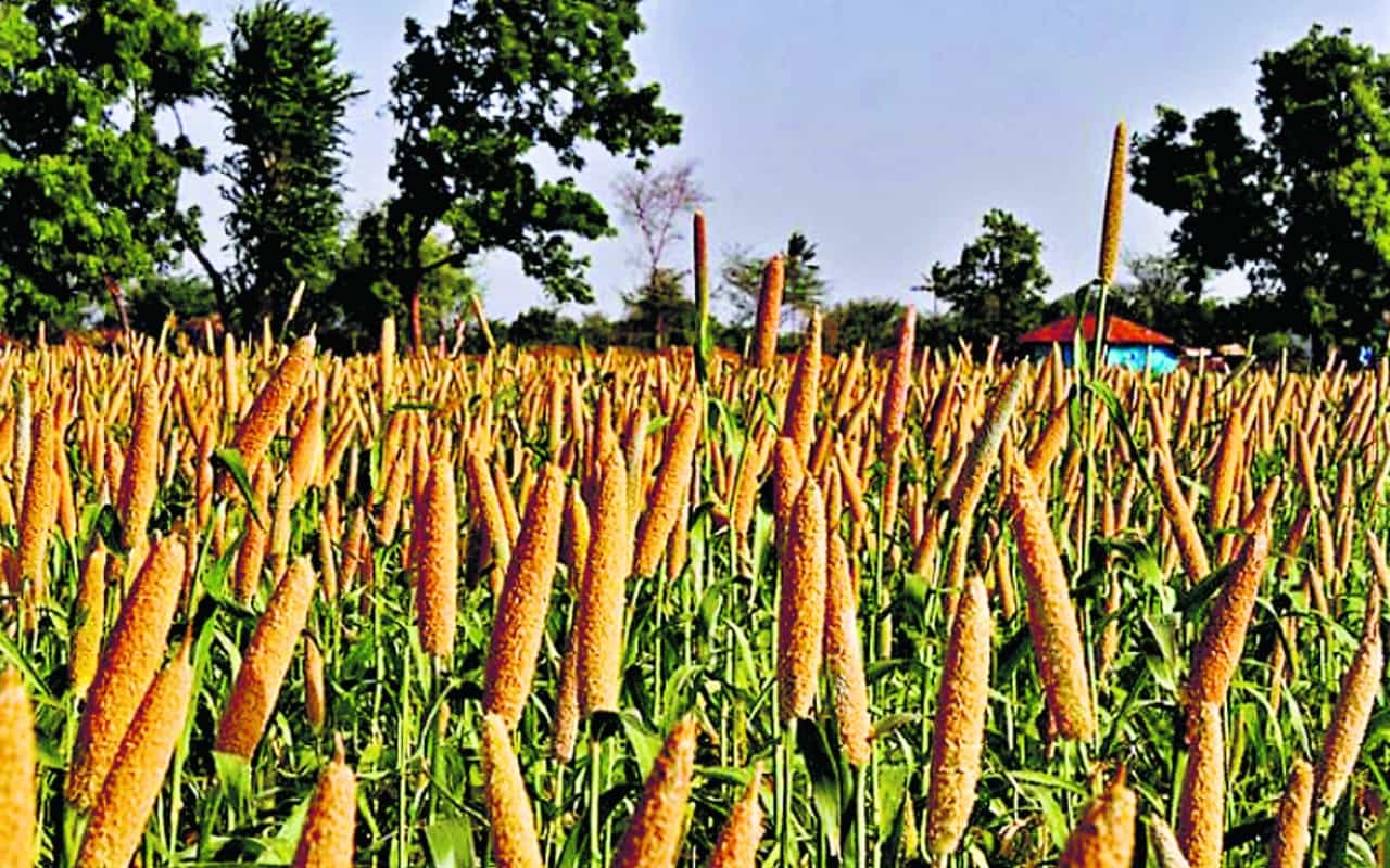 भारत को मिला देश का पहला बाजरा अनुसंधान केंद्र।
