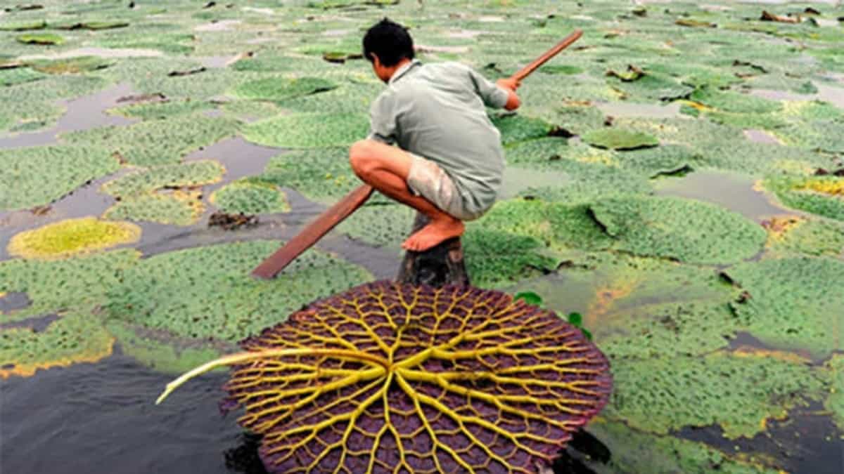 अब बिहार का मखाना जम्मू-कश्मीर में भी उगेगा।