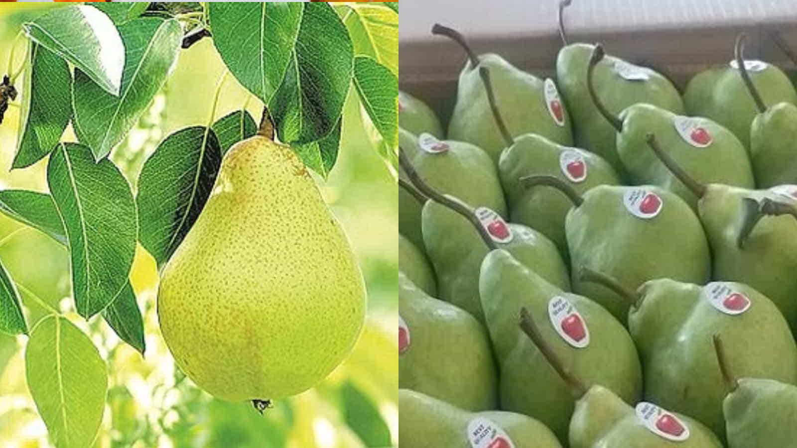 नाशपाती