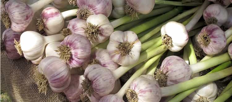 Garlic: लहसुन की फसल पर इन दो रोगों और कीटों का खतरा, तुरंत जान लें ...
