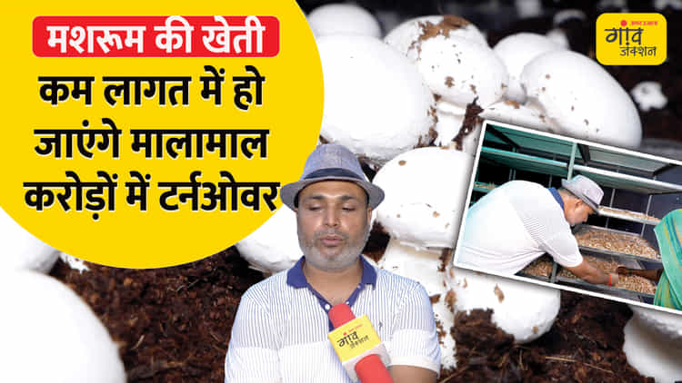 Picture Idea: Mushroom Farming ब हद आस न ह मशर म क