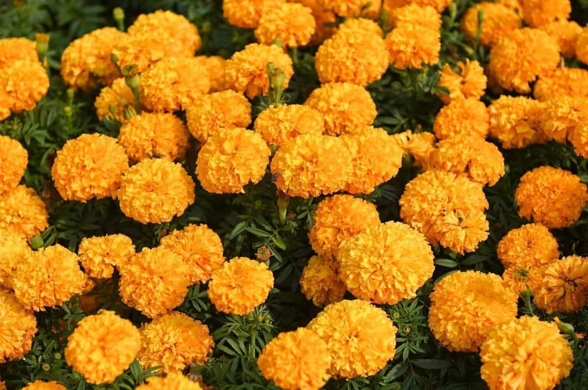बुरावई गांव के किसानों ने गेहूं-सरसों के चक्र से निकलकर गेंदे को अपनाया।