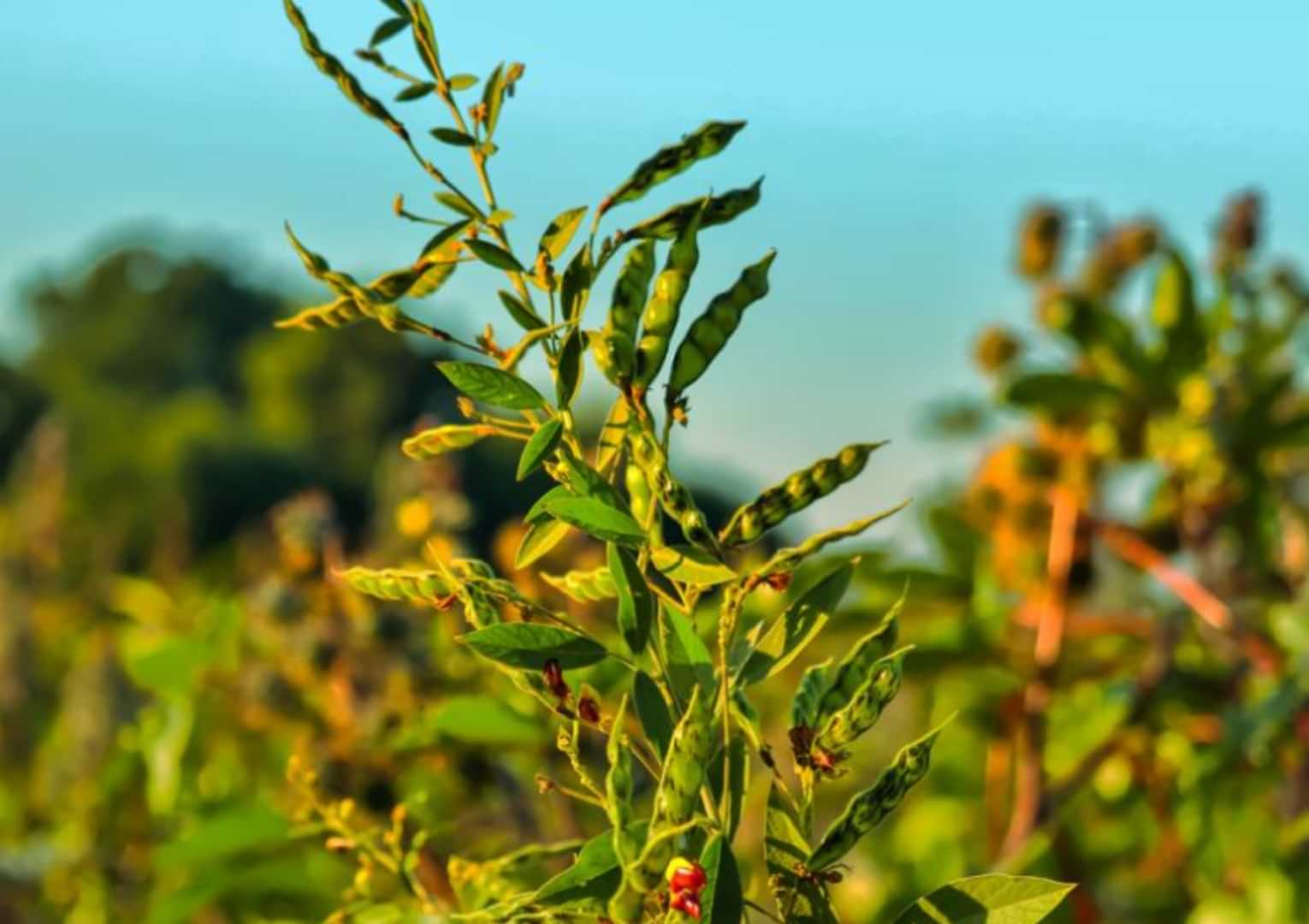 कम बारिश और फंफूदी रोग बने तुअर फसल के दुश्मन।