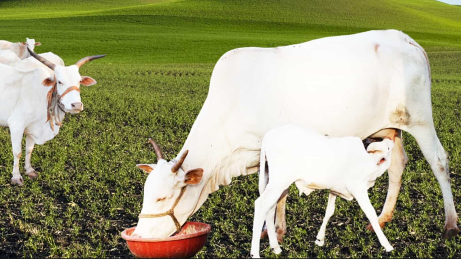 पकवान गायों के लिए जहर?