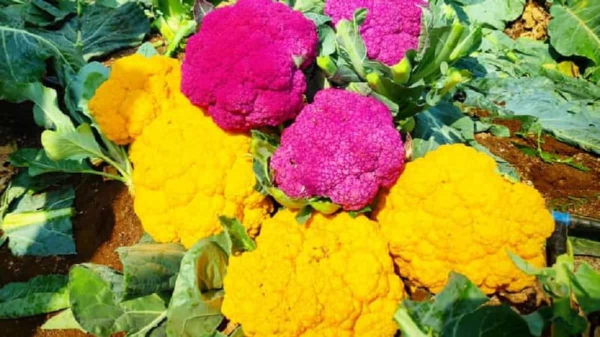 महानगरों में रंगीन फूलगोभी की मांग किसानों के लिए कमाई के नए अवसर खोल रही है।
