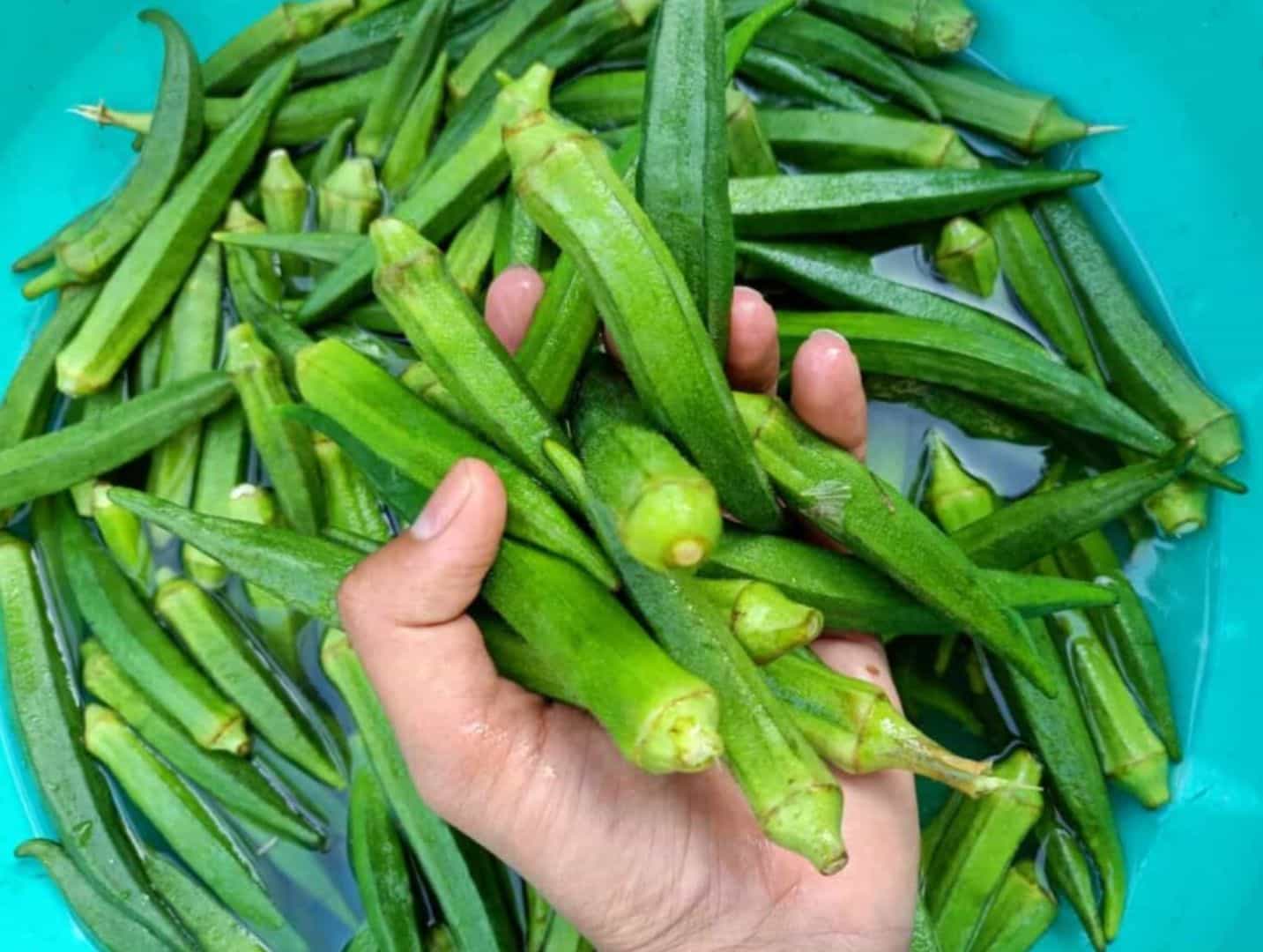राजस्थान के दो गांवों में भिंडी ने बदली खेती-बाड़ी की तस्वीर।