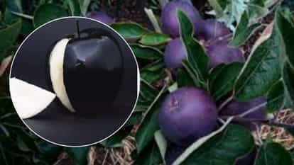 ब्लैक डायमंड एप्पल