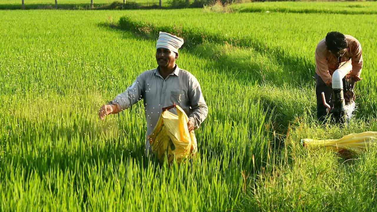 चालू वित्तीय वर्ष के 6 महीनों में सरकार ने उर्वरक सब्सिडी के बजट का 65 प्रतिशत हिस्सा खर्च किया।