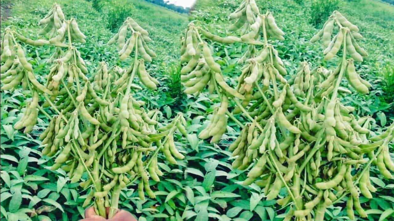 महाराष्ट्र सरकार ने 26 सितंबर को राज्य की 358 में से 265 तहसीलों, यानी करीब 74 प्रतिशत तहसीलों में सूखा घोषित किया था। इससे सोयाबीन सहित अन्य फसलें प्रभावित हो रही हैं।