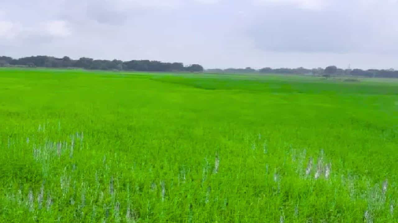 धान की फसल