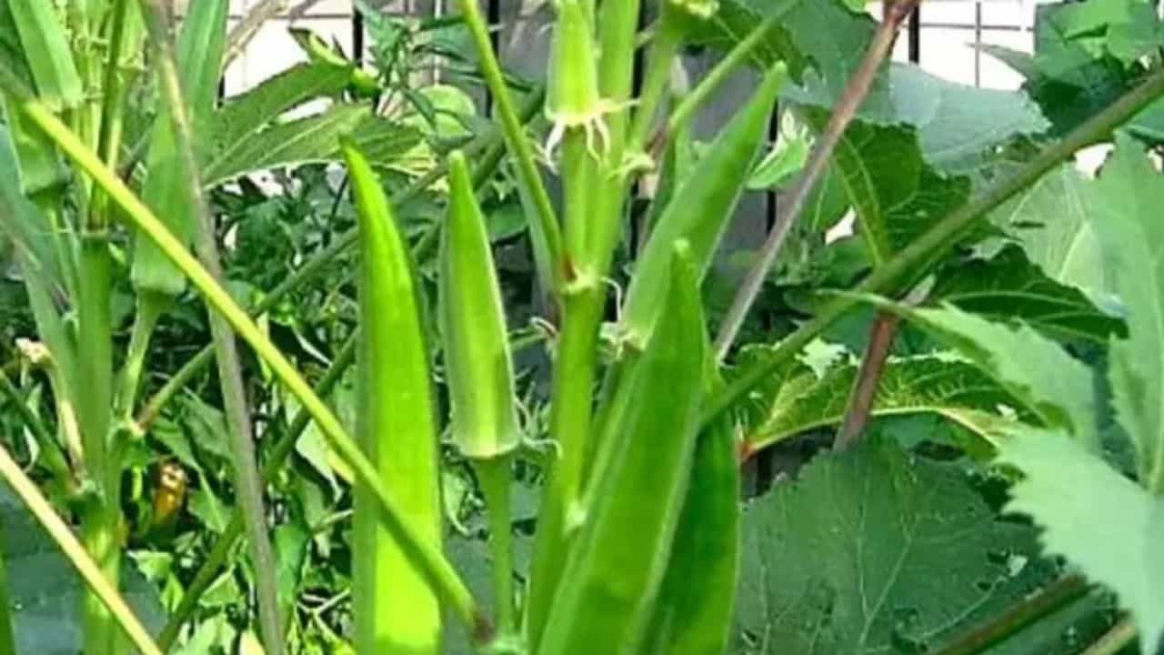 भिंडी की खेती