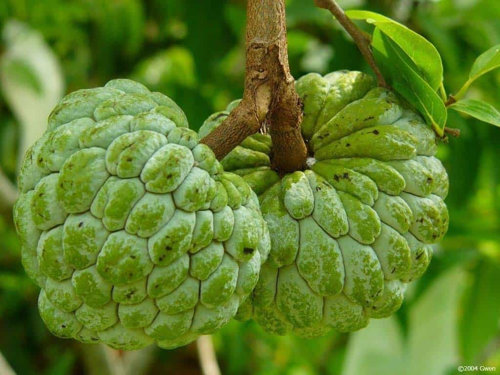 राजस्थान के सीताफल किसनों को मिलेगा प्रसंस्करण सुविधा का साथ।