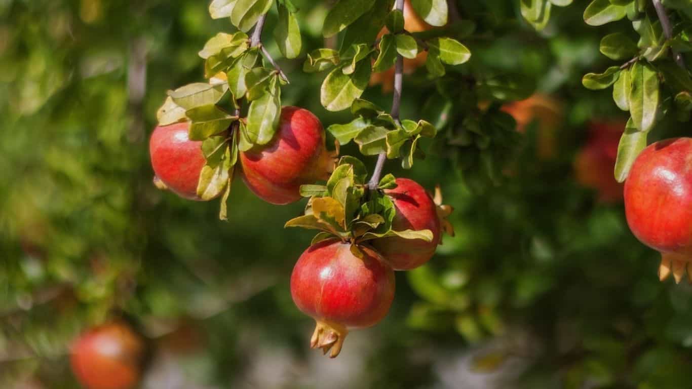 सफल किसानों ने बताई अनाज की बंपर पैदावार की कुंजी।