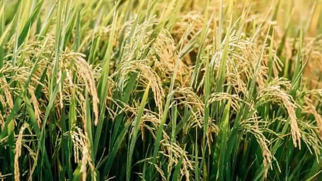 छत्तीसगढ़ में धान की खरीद 12 नवंबर से शुरू होगी।