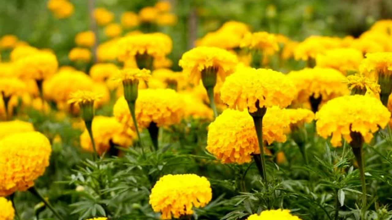 नियमित आमदनी से गेंदे की खेती की ओर बढ़ा किसानों का रुझान।