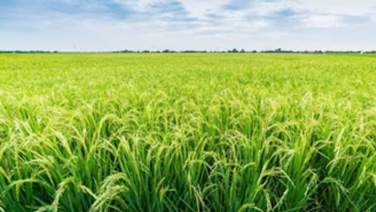 धान की खेती