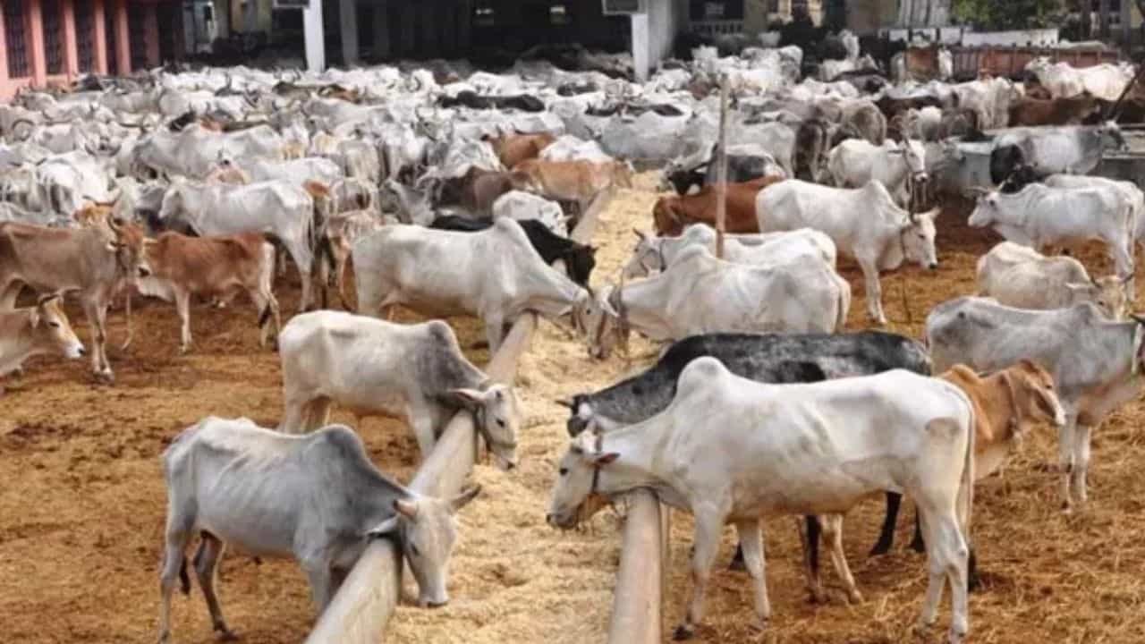 यूपी सरकार ग्रामीण अर्थव्यवस्था के विकास में गोशालाओं को एक केंद्र के रूप में विकसित