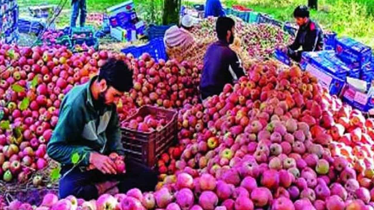 हिमाचल प्रदेश में इस सीजन अब तक बाजार हस्तक्षेप योजना (एमआईएस) के तहत 13,200 टन से अधिक सेब खरीदे जा चुके हैं।