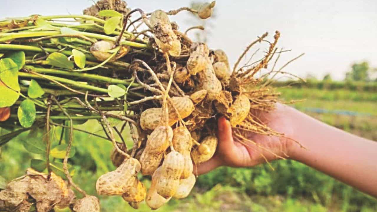 कम बारिश ने बिगाड़ा मूंगफली की खेती का गणित।