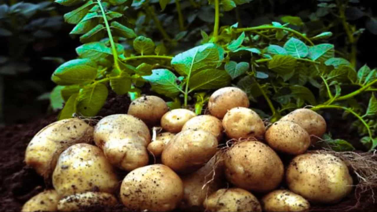 हरियाणा में आलू की एमएसपी को बढ़ाकर 900 रुपये करने की मांग उठी।