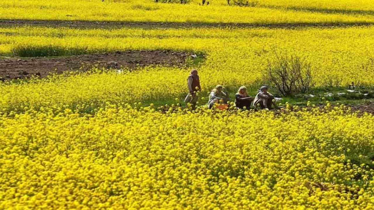 सरसों की फसल