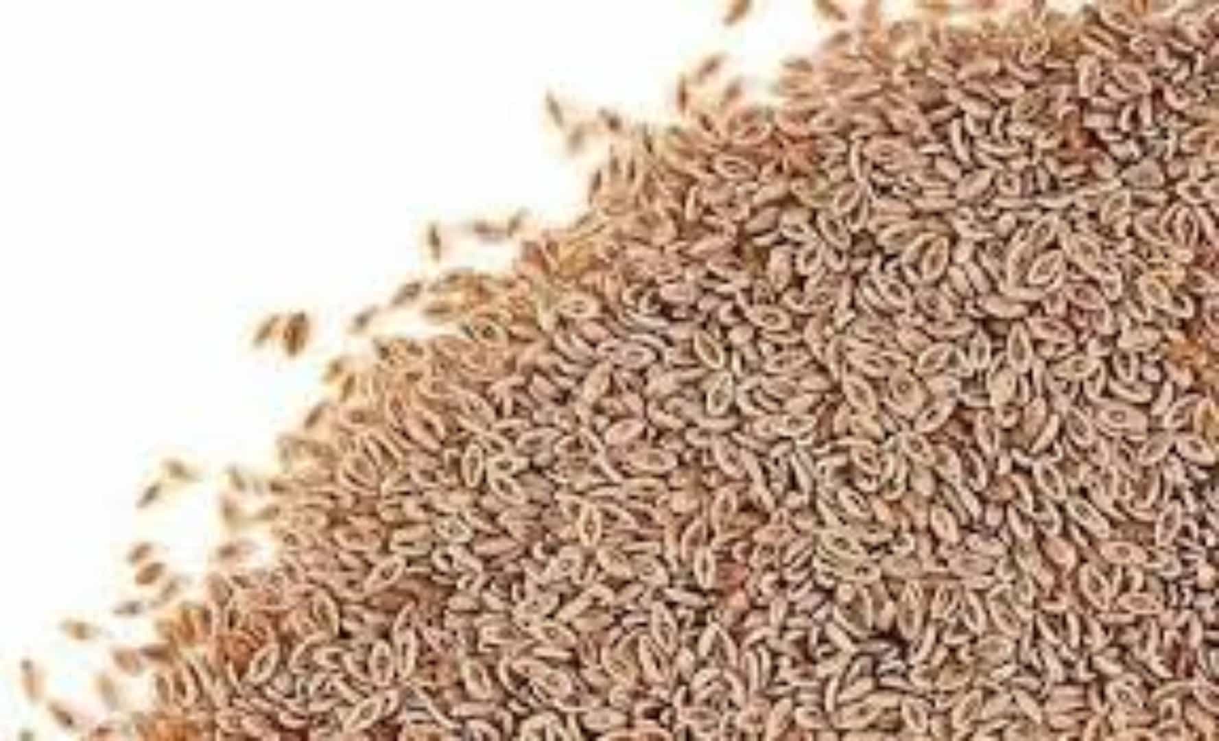 इसबगोल