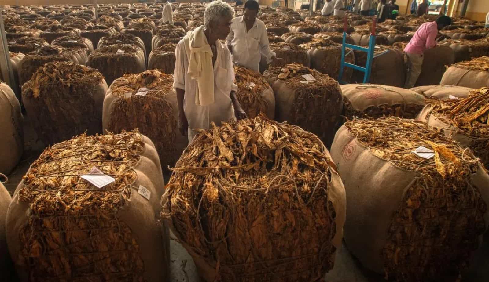 तंबाकू