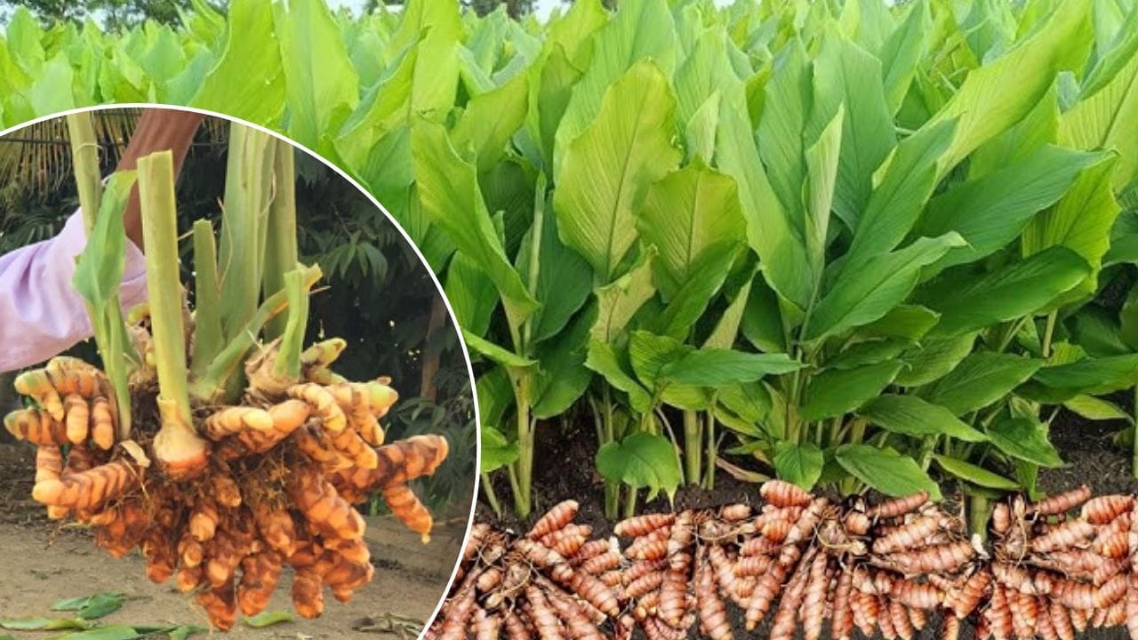 सांगली का किसान हल्दी बोते समय सिर्फ एक फसल नहीं चुनता, बल्कि एक ऐसा बाजार भी चुनता है, जो पहले से उसके इलाके में मौजूद है।