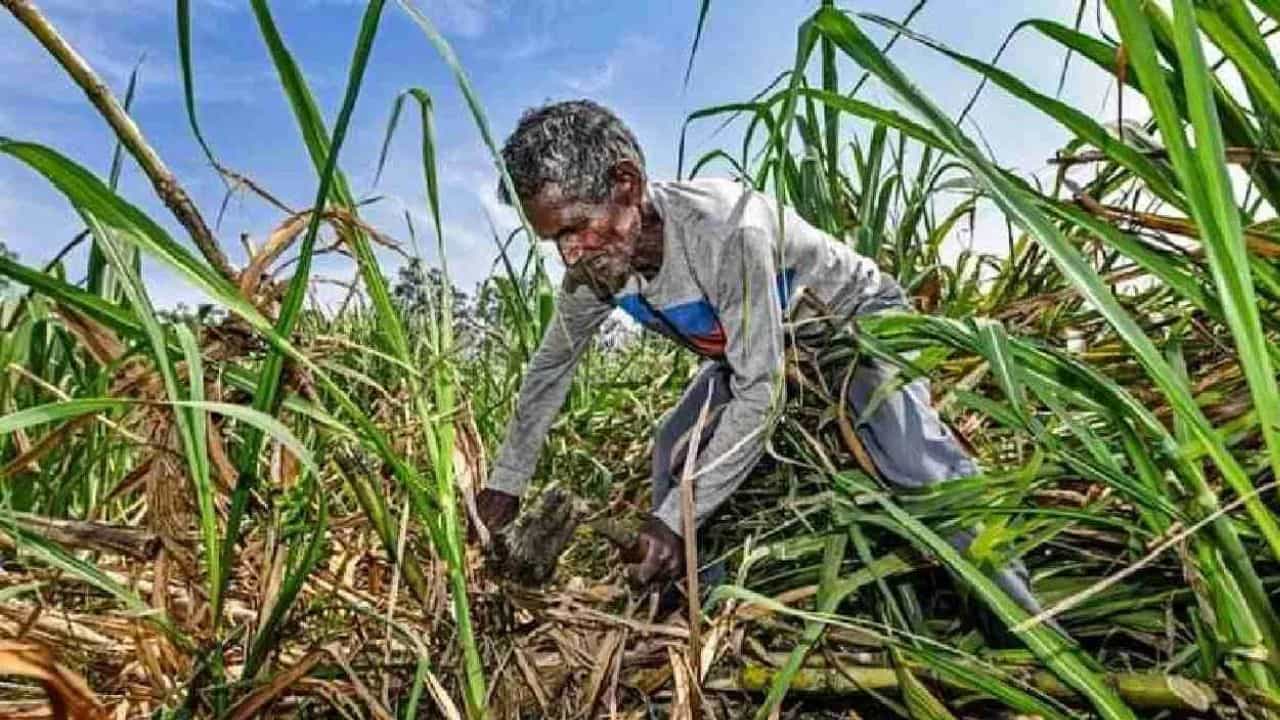 महाराष्ट्र में गन्ना कटाई करने वाले कामगारों की मजदूरी दर दोगुनी करने की मांग उठी।