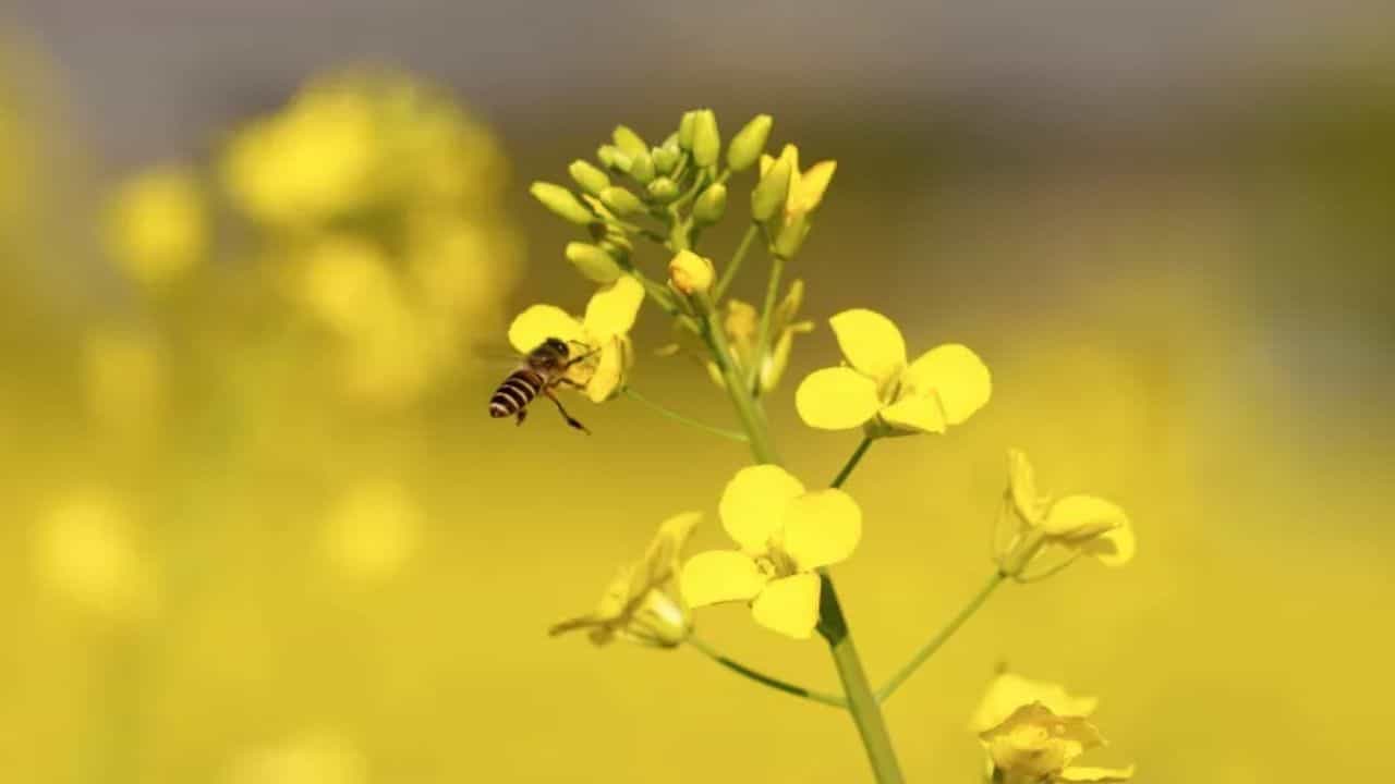 राजस्थान में अवैध बीजों की बड़ी खेप बरामद हुई।