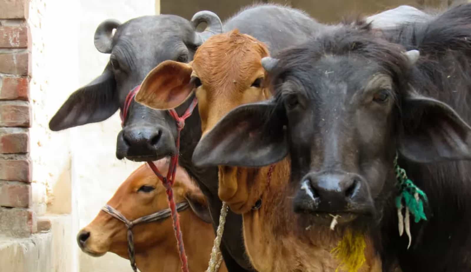 गाय-भैंस