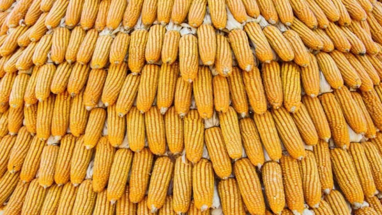 मक्का