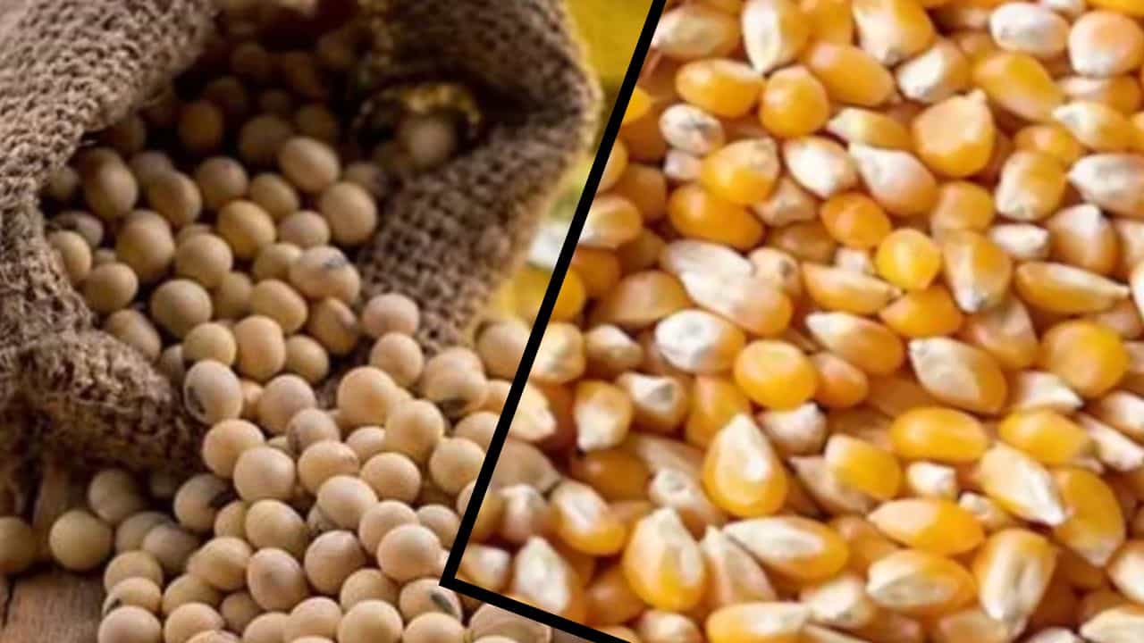 सोयाबीन और मक्का